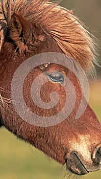 Face of a brown horse grazing on a field outside. Animal standing on green farm land on a sunny day. Zoom in on one pony