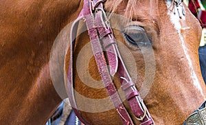 Face of a brown horse in profile with part leather harness reins with intelligent eyes