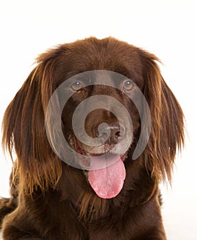 Face of brown longhaired pointer dog
