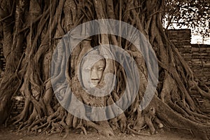 Face of Buddha statue surrounded by the tree roots