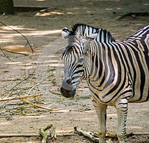 The face of a burchells zebra in closeup, popular safari zoo animal, tropical horse specie from Africa