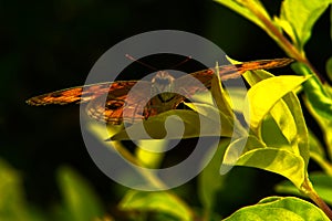 Face of a butterfly with wide open wings over a leafe of a plant photo