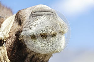 The face of camel