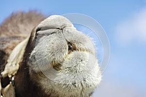 The face of camel