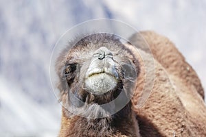 The face of camel