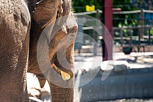 Face of a captive elephant with serrated horns as sand