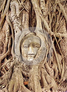 Face carved in tree