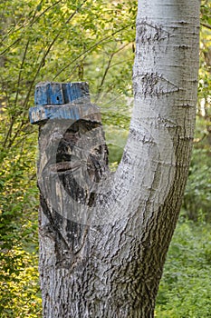 Face carved into the trunk of a tree