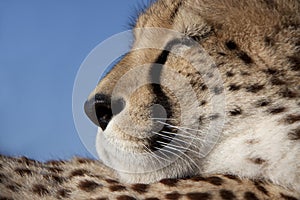 Face of a cheetah