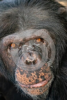 Face of a chimpanzee.