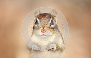 Face of Chipmunk in nature during autumn photo