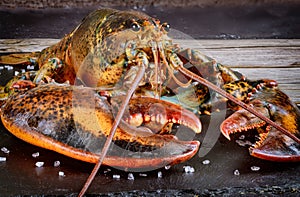 Face and claw of live lobster with details