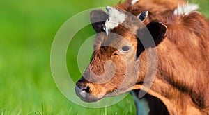 Face close-up of red cornished green grass background