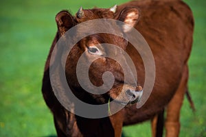 Face close-up of red cornished green grass background