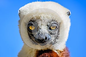 Face close up Sifaka Lemur with blue sky