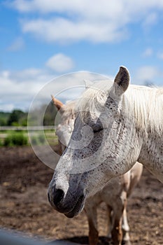 face close up white horse with brown spots with closed eyes. Direct sunlight with hard shadows