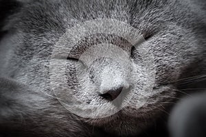 Face close-up of a young cute cat sleeping blissfully. The British Shorthair
