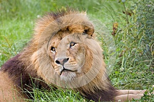 Face closeup of a lion