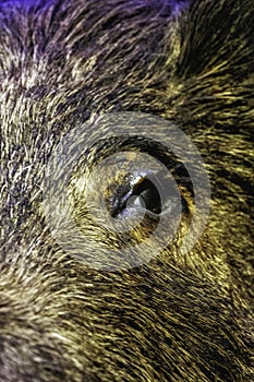 face closeup of a wild boar