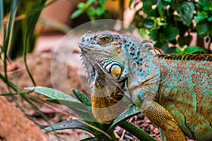 The face of a colorful iguana in closeup, popular tropical reptile pet from America