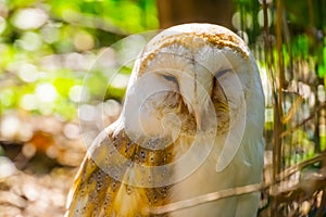 The face of a common barn owl in closeup, bird specie from the Netherlands