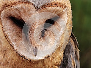 Face of common barn owl (Tyto Alba) looking forward