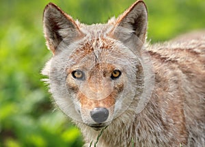 Face of coyote photo