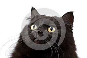 Face of cute black cat isolated