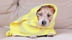 Face of a cute cold dog in a warming blanket towel after bath, pet grooming