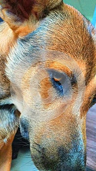 Face of cute dog - cross dog -brown and black in color