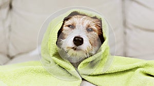 Face of a cute dog puppy\'s face with a towel after bath, pet grooming