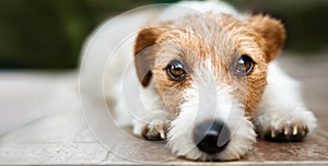 Face of a cute dog puppy, web banner