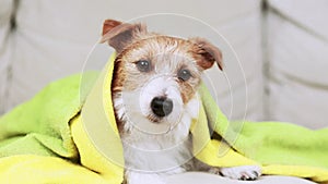 Face of a cute funny dog face with towel blankets after bath, pet grooming