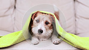 Face of a cute funny dog puppy\'s face with a towel blanket on her head after bath