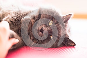 Face of a Cute Grey Cat photo