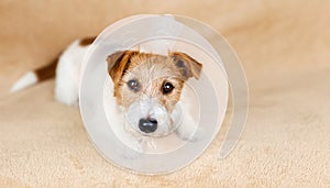 Face of a cute recovering dog as wearing funnel collar after castration surgery