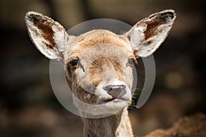 Face of a Cute Young Deer Close Up