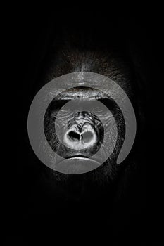 Face  in the dark. Portrait of a powerful dominant male gorilla , stern face. isolated black background