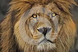 Face detail animal hunter Lion
