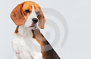 face dog looking sideways breed beagle