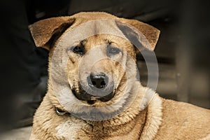 Face of dog. Portrait of pet. Animal. Animalia. Animal lover. Dog lover. Canine. Canis. photo