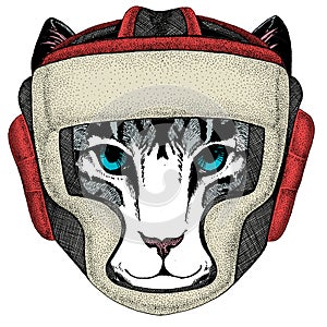 Face of domestic cat. Portrait of animal. Boxing helmet.