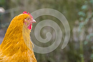 The face of a domesticated chicken in closeup, portrait of a popular farm animal