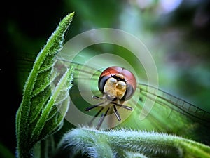 Face of a dragonfly