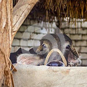 Face of Egyptian grey buffalo in stockyard at Egyptian farm