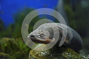 Face of an Electric Eel which is not an eel but an air breathing