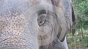 Face of an elephant. The eye blinks, the texture of the skin, the big trunk. Thailand