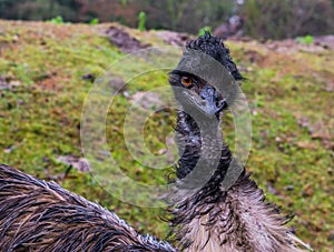 Face of a emu in closeup, Elegant and funny looking bird from Australia