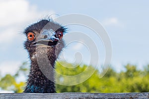 Face of emu frontal view