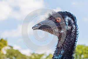 Face of emu left side